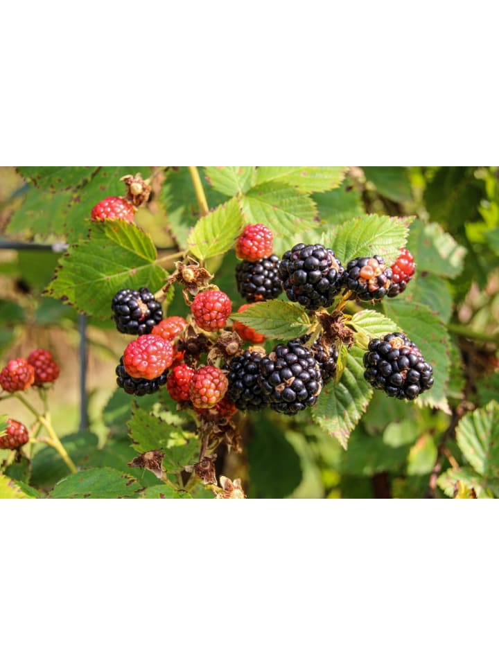 OH2 3er-Set Brombeeren in Schwarz günstig kaufen onesize