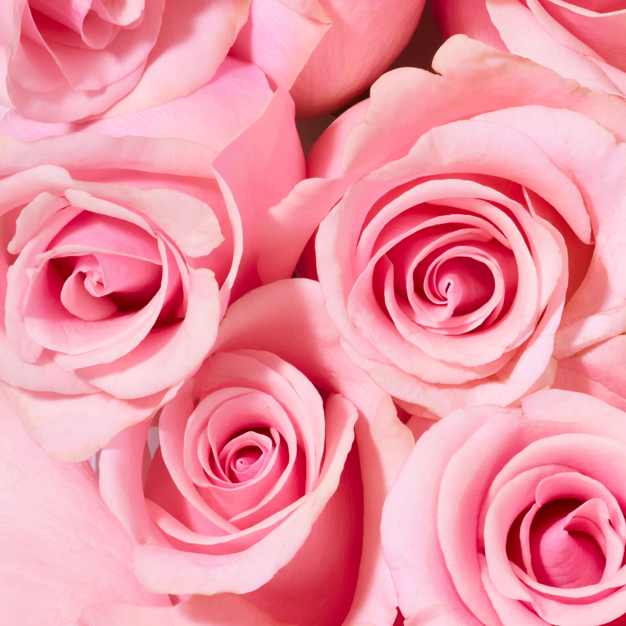 Beruhigendes Duschgel mit Rosenduft – für Bad und Dusche