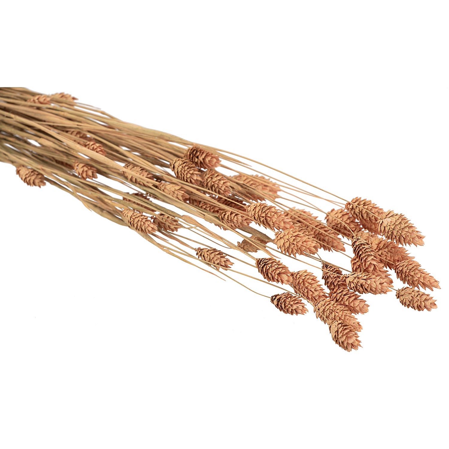 Echtes Phalaris, lachs, 35–45 Stück
