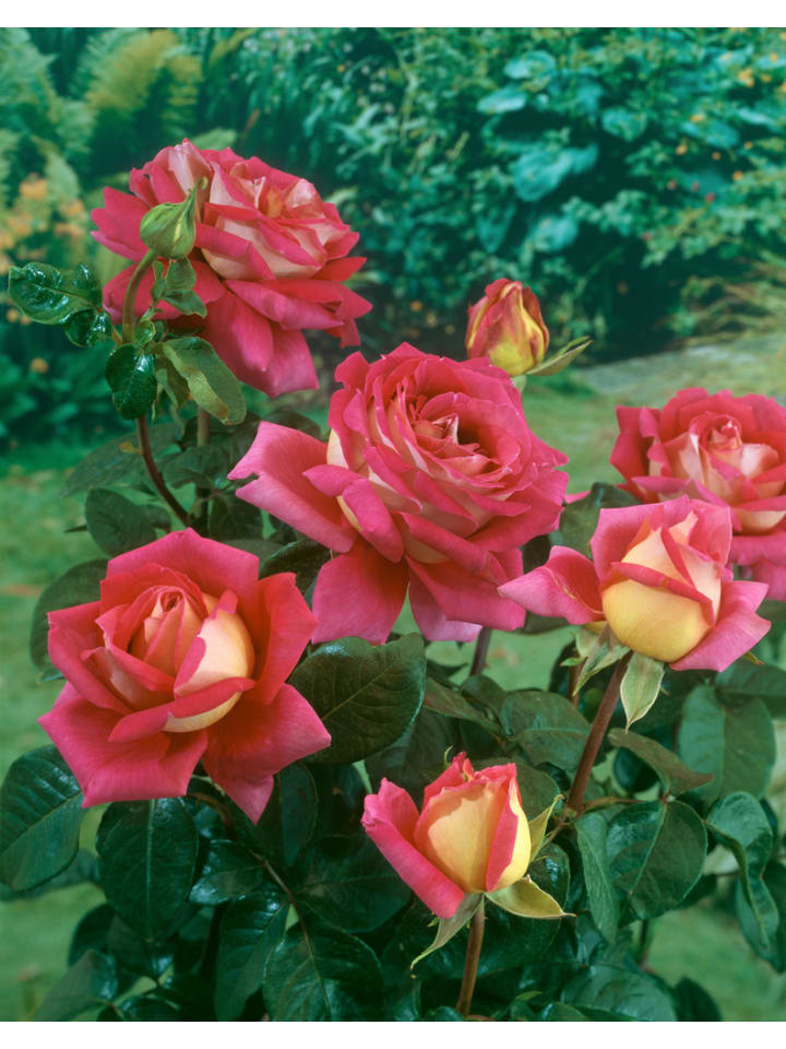 OH2 4er-Set: Großblumige Gartenrosen in Gelb/ Rot günstig kaufen onesize