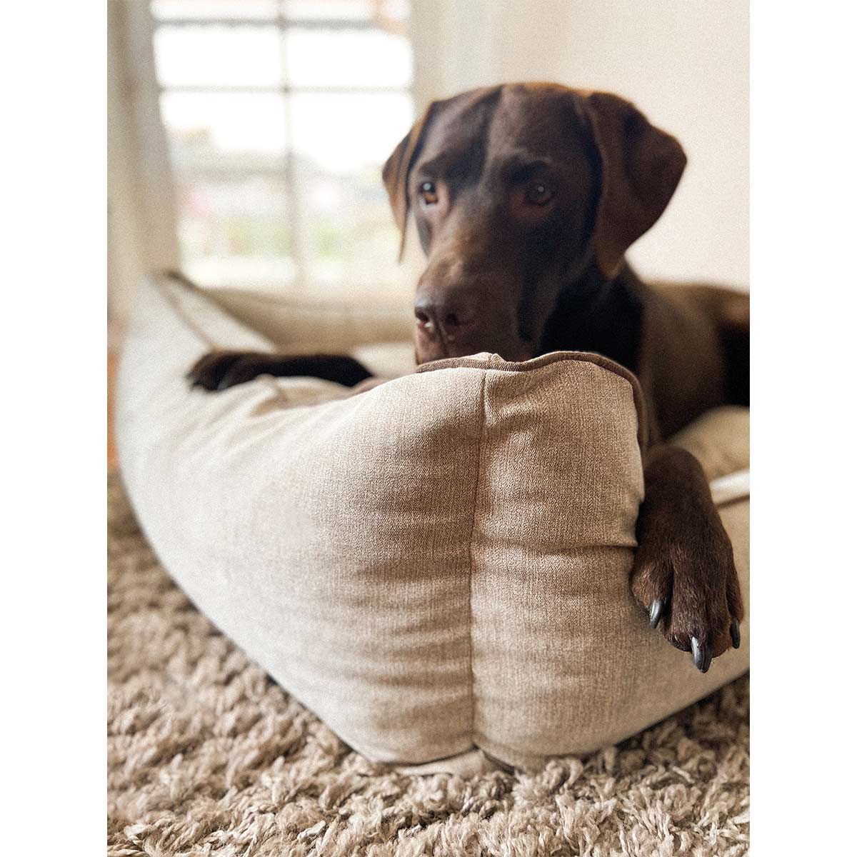 Aumüller Hundebett Sofa Ortho Line Beige kaufen bei ZooRoyal