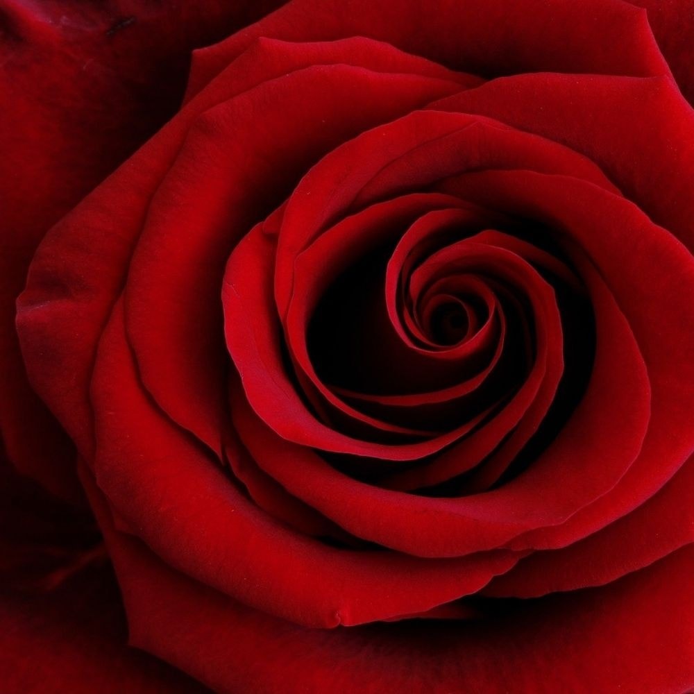 benu blanc Rose positivante Brume d'oreiller beauté