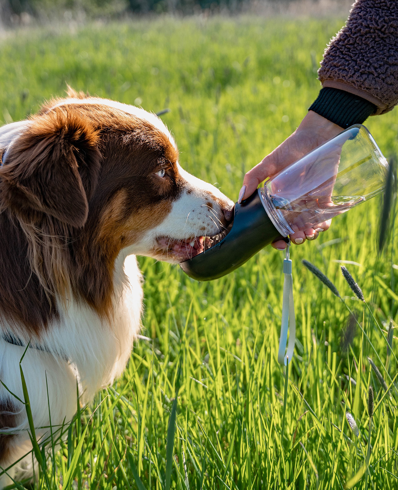 Lionto Reisenäpfe Lionto Hundetrinkflasche für Unterwegs schwarz 500 ml