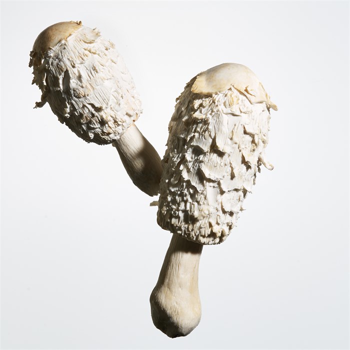 Mega-Mushroom Soothing Treatment Lotion