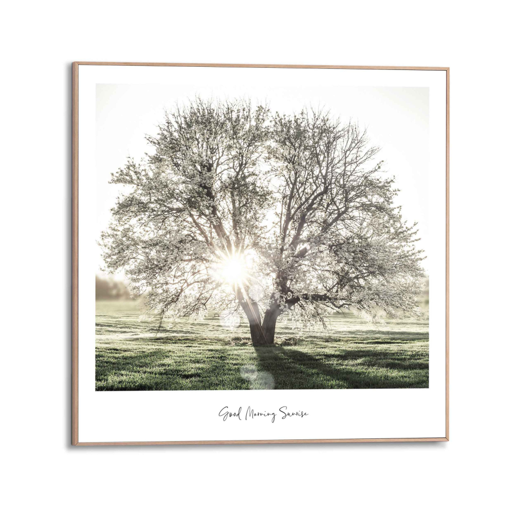 Rahmenbild Sunbeam Tree