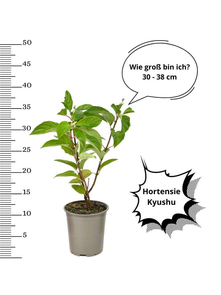 OH2 3er-Set pan. 'Kyushu Hortensien in Weiss günstig kaufen onesize