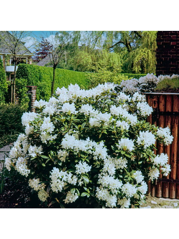 OH2 6er-Set: Rhododendron 'Cunningham's in Weiß günstig kaufen onesize