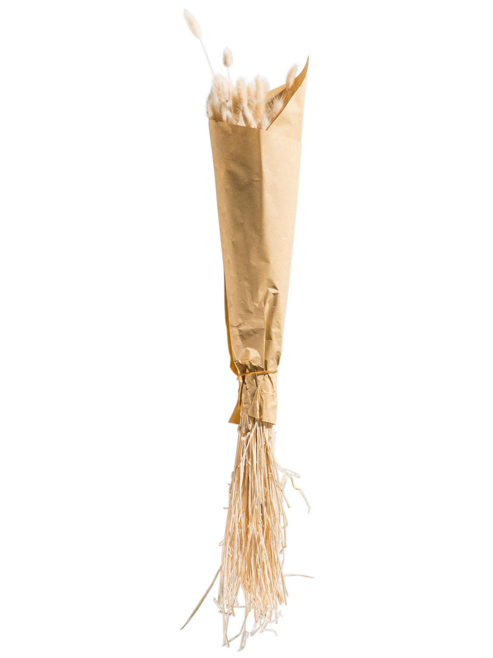 Lagurus Trockenblume, Weiss