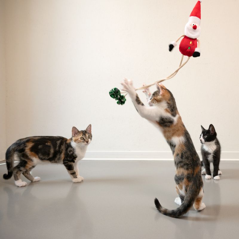 TIAKI Katzenangel Santa zu TOP-Preisen