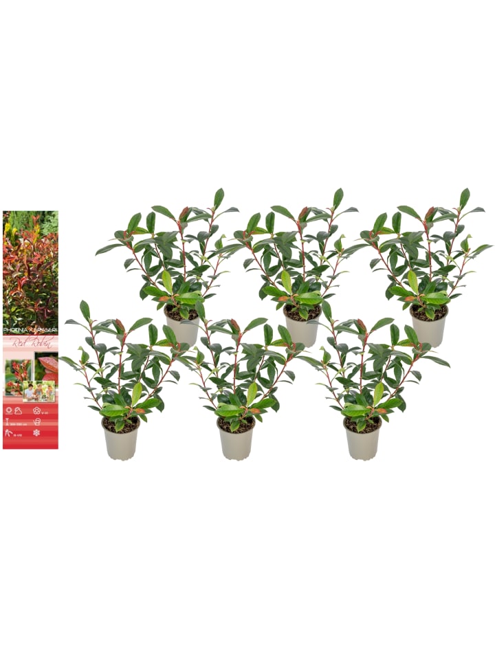 OH2 6er-Set: Photinia fras. 'Red Robin' Glanz Mispel in Bunt günstig kaufen onesize