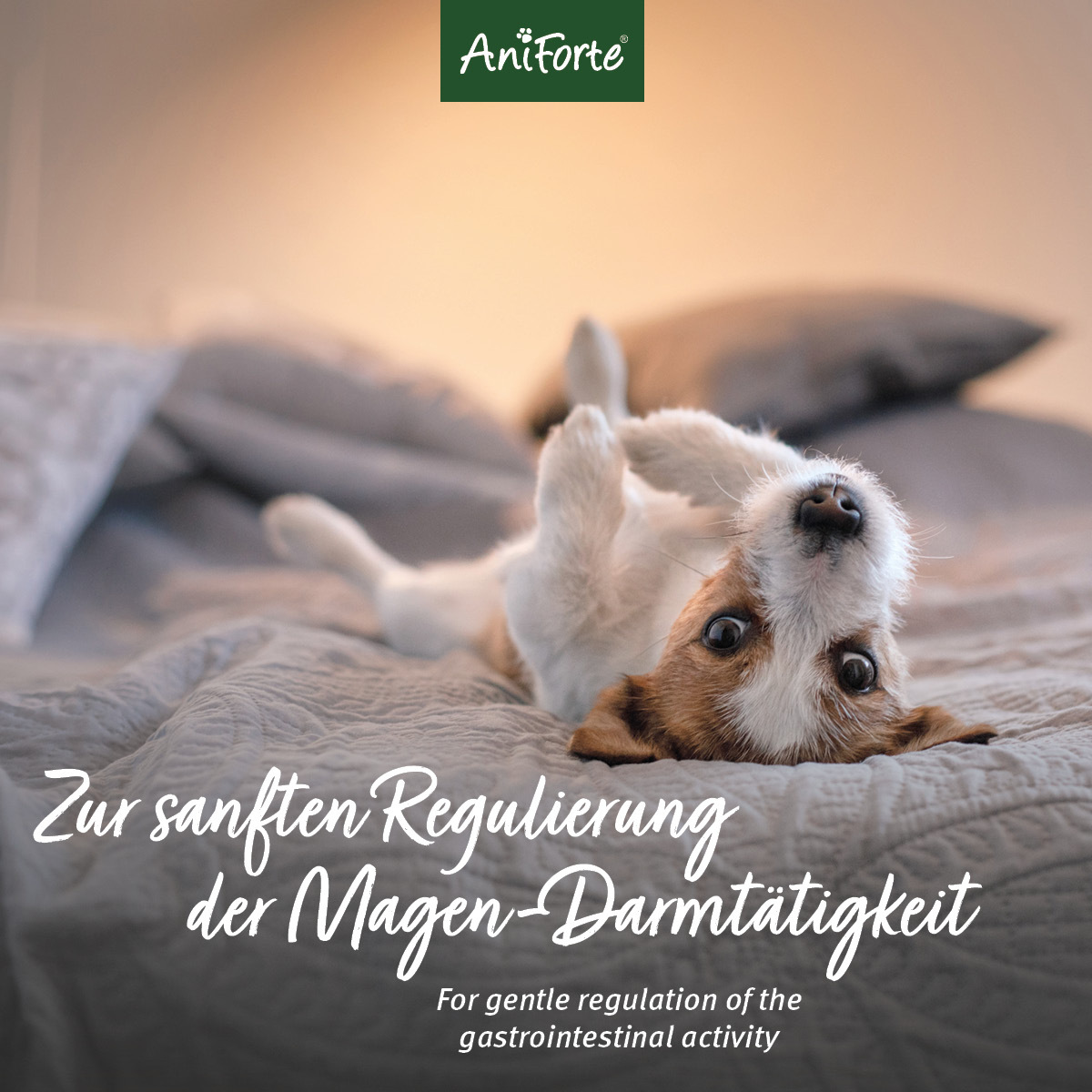 Aniforte Ergänzungsfutter & Aufzucht Aniforte MagenSanft 500 g