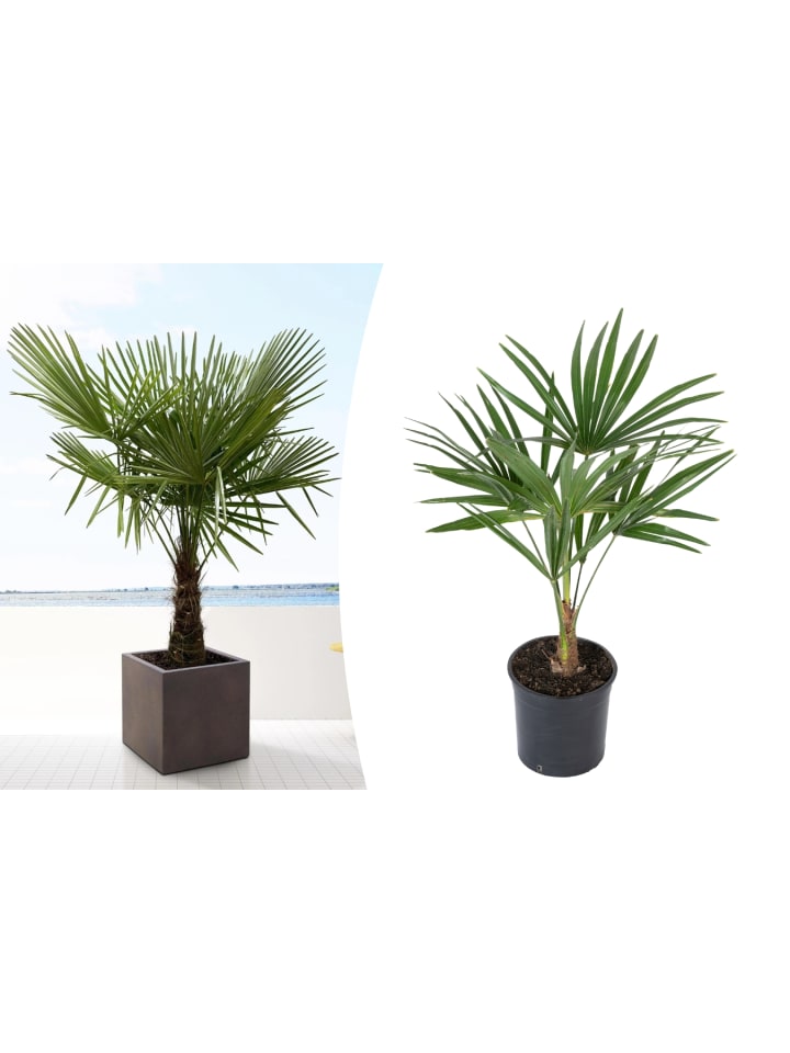 OH2 Trachycarpus fortunei Mittel in Grün günstig kaufen onesize