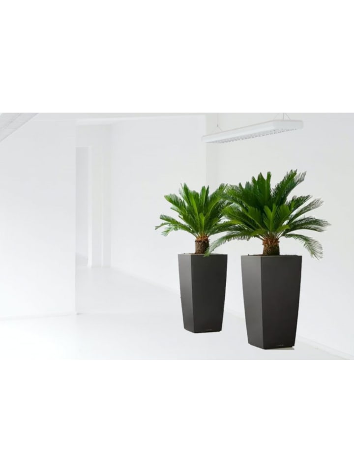 OH2 2er-Set: Japanische Cycas-Palme in Grün günstig kaufen onesize