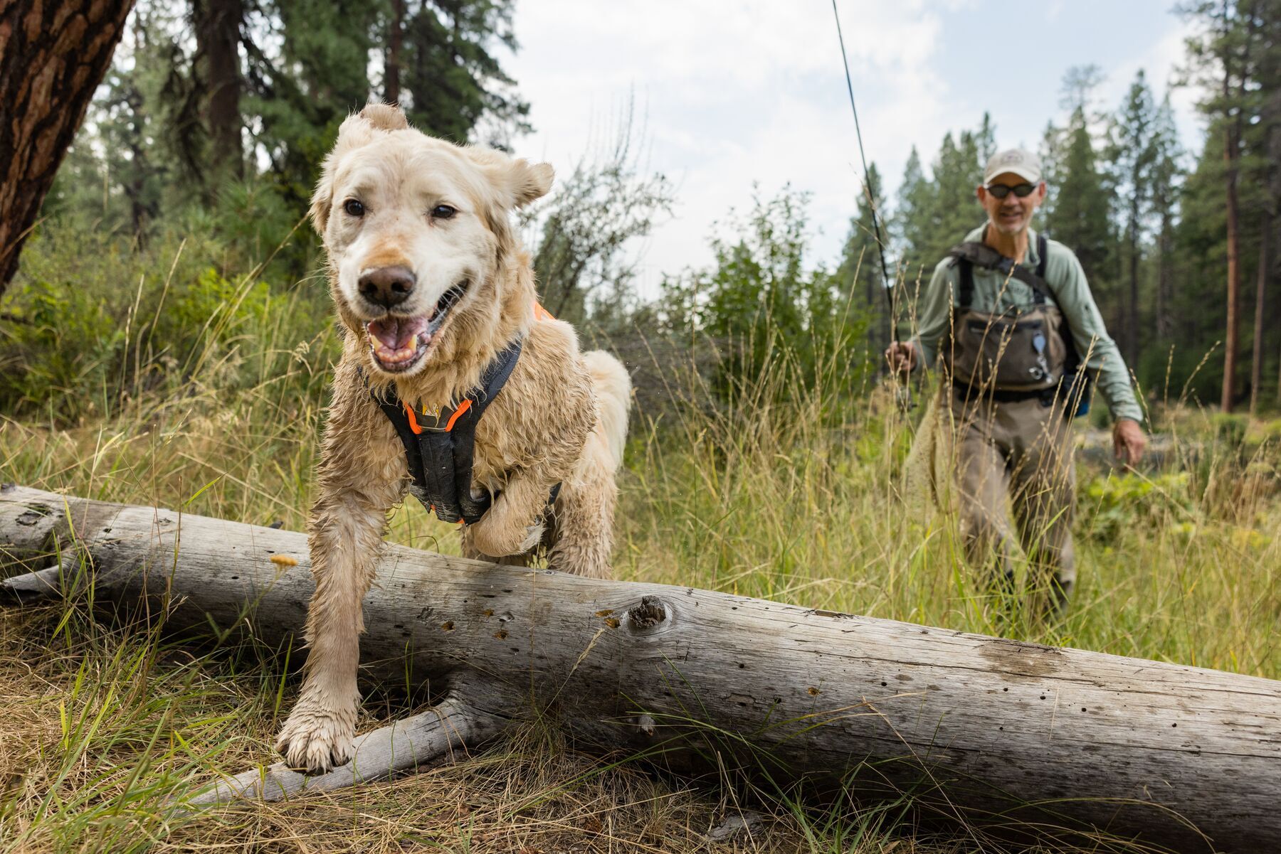 Ruffwear Hundegeschirre Ruffwear Brush Guard™ Geschirrzubehör XS
