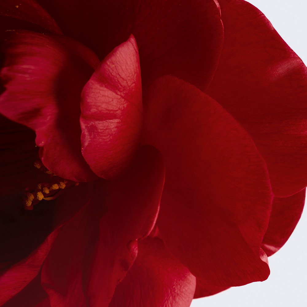 CHANEL N°1 DE CHANEL BALSAM FÜR LIPPEN UND WANGEN SCHENKT FARBE - NÄHRT - POLSTERT AUF
