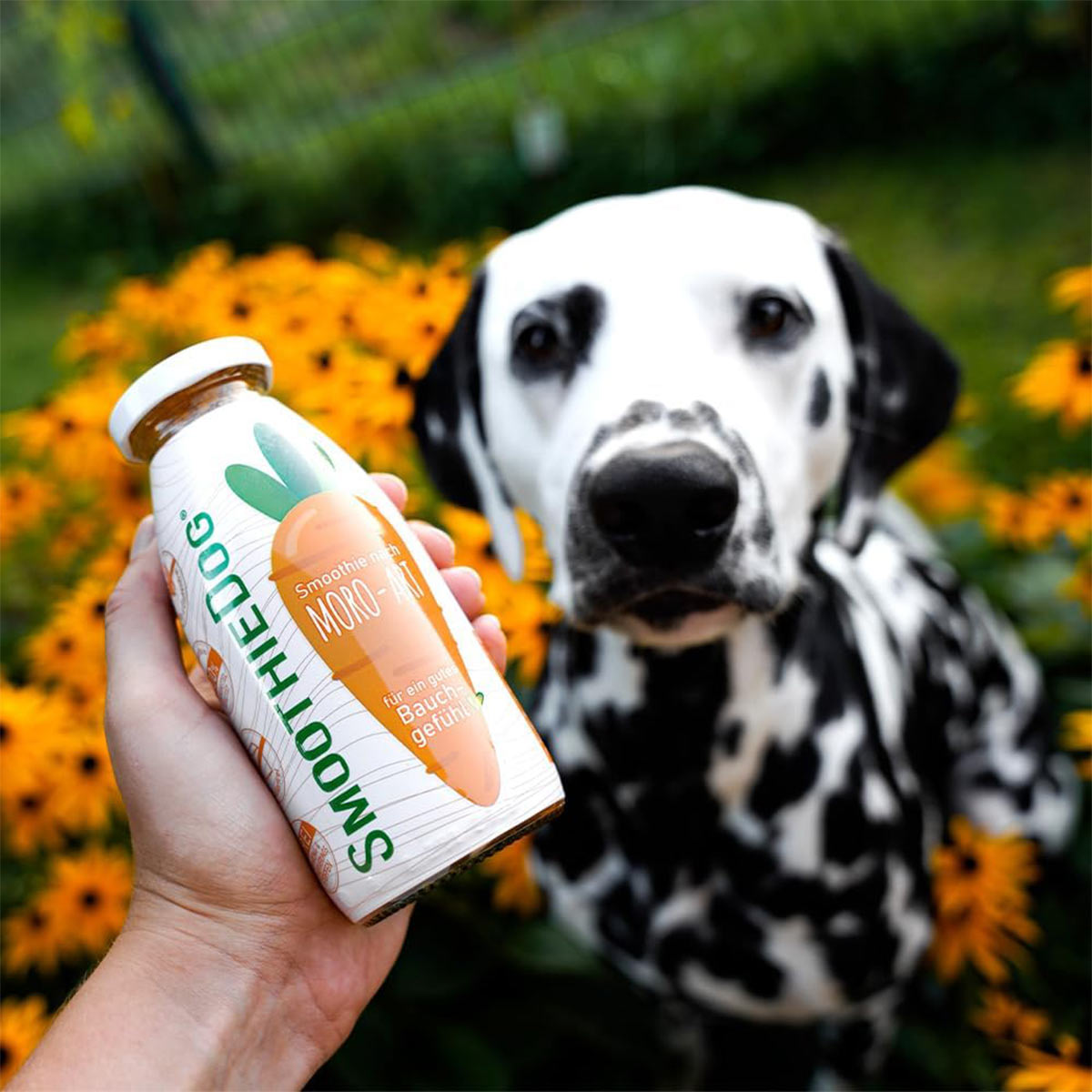 SmoothieDog Morosche Karottensuppe günstig kaufen bei ZooRoyal