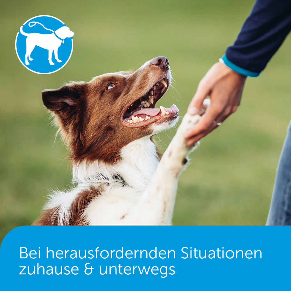 ADAPTIL Beruhigungsmittel ADAPTIL Calm Halsband Anti Stress Erziehungshalsband S-M