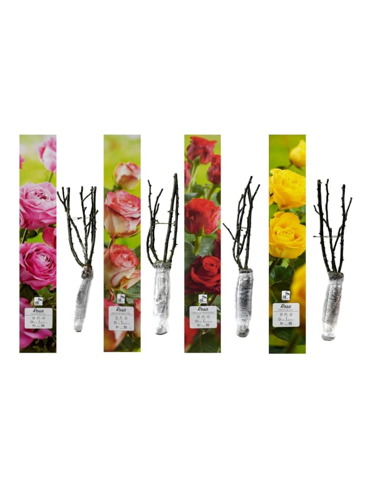 OH2 4er-Set: Duftende großblumige Gartenrosen in Bunt günstig kaufen onesize
