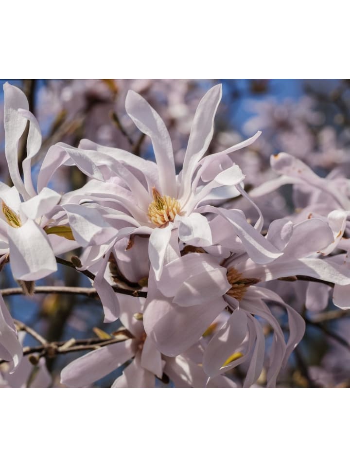 OH2 6er-Set: Magnolien in Bunt günstig kaufen onesize