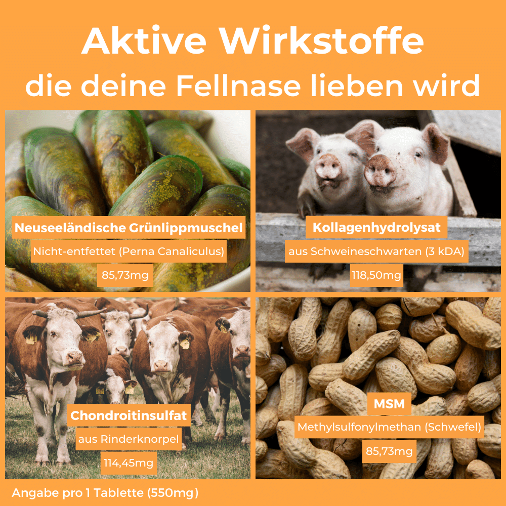Dog-Native Ergänzungsfutter & Aufzucht Dog-Native Gelenktabletten für kleine Hunde, natürliche Gelenk-Tabletten mit Grünlippmuschel, MSM, Kollagen-Hydrolysat und Chondroitin, hochdosiert für Gelenke, 250 Tabletten