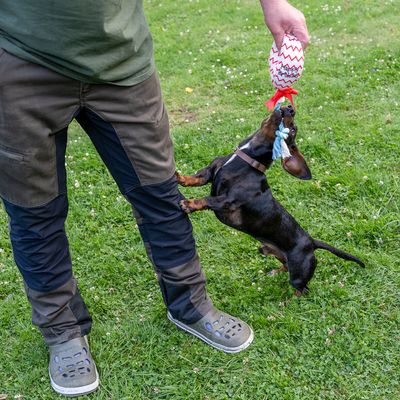 TIAKI Hundespielzeug Geburtstagsballon