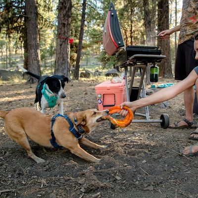 Ruffwear Front Range Hundegeschirr, Blue Moon