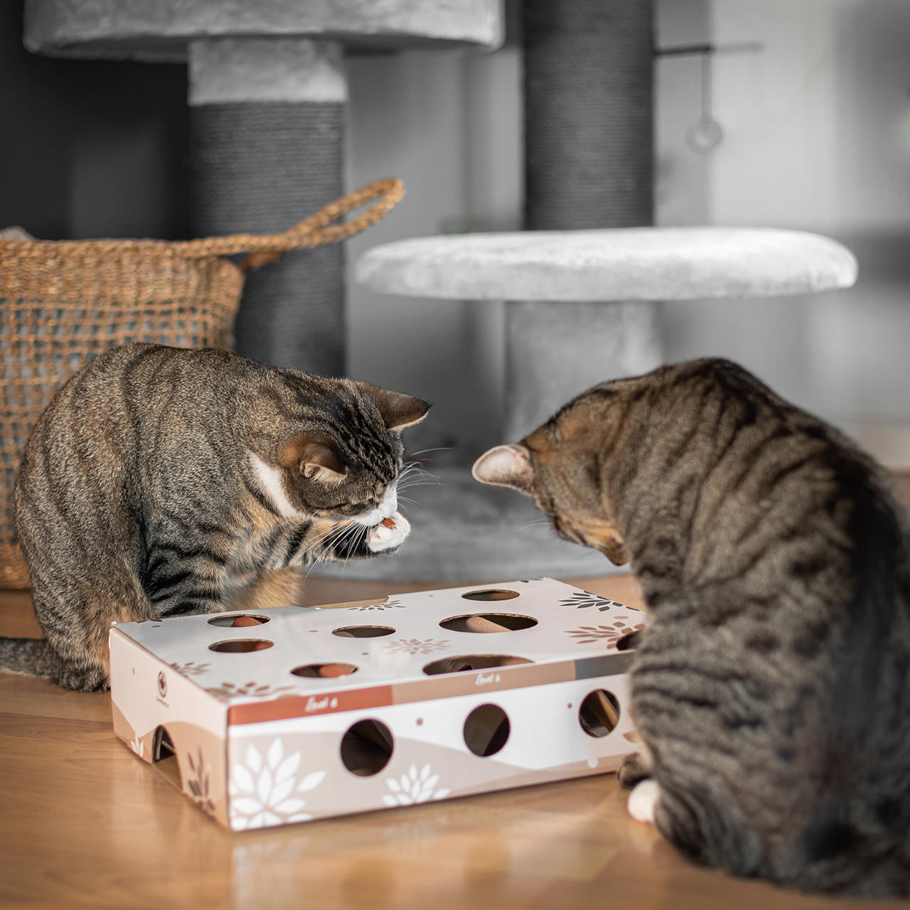 Canadian Cat Company Intelligenzspielzeug Canadian Cat Company Katzenspielzeug MagicBox