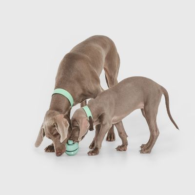 Nomad Tales Bloom Snack-Roller