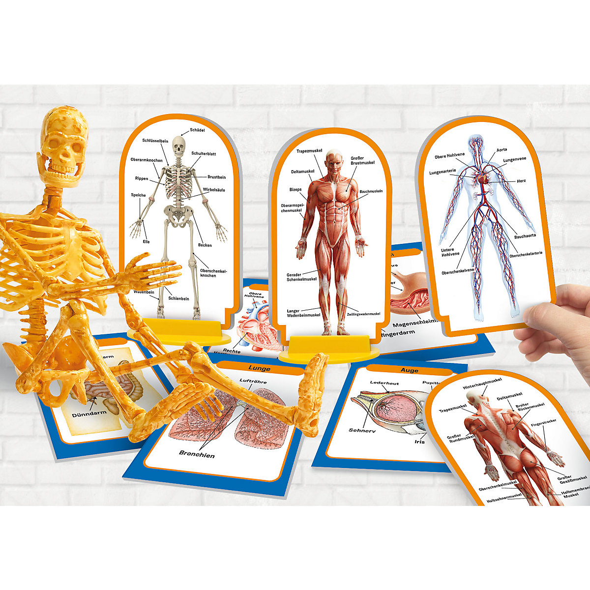 Woozle Goozle Menschlicher Körper - deine ersten Erfahrungen mit der Anatomie