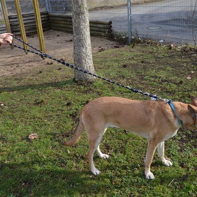JULIUS-K9 IDC® Tau-Leine