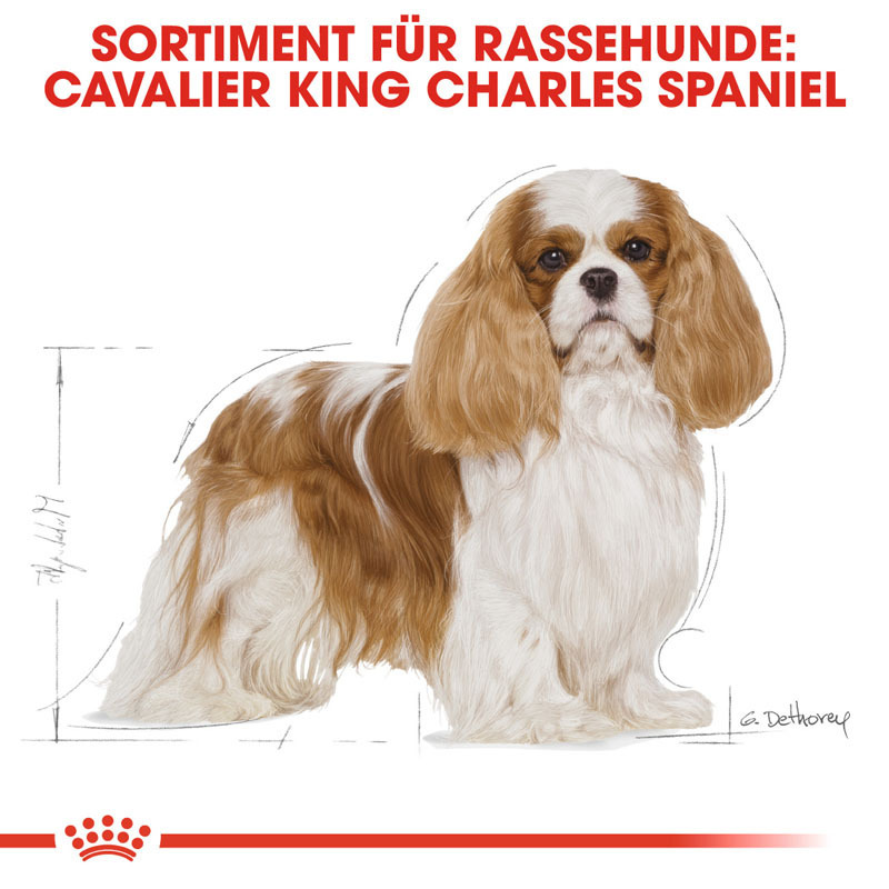 ROYAL CANIN Hundetrockenfutter ROYAL CANIN Cavalier King Charles Adult 2x1,5 kg