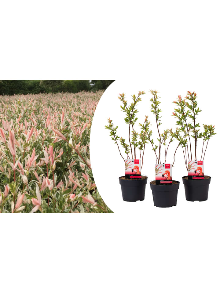 OH2 3er Set: Salix Buschpflanzen günstig kaufen onesize