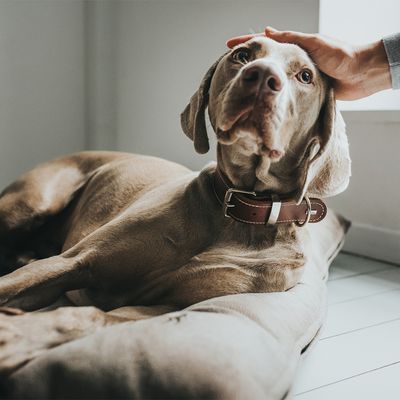 HUNTER Hundebett Bologna, stein