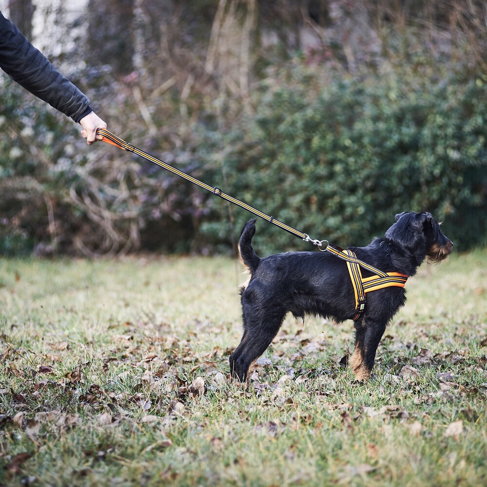 Heim Hundegeschirr Signal