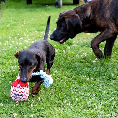 TIAKI Hundespielzeug Geburtstagsballon