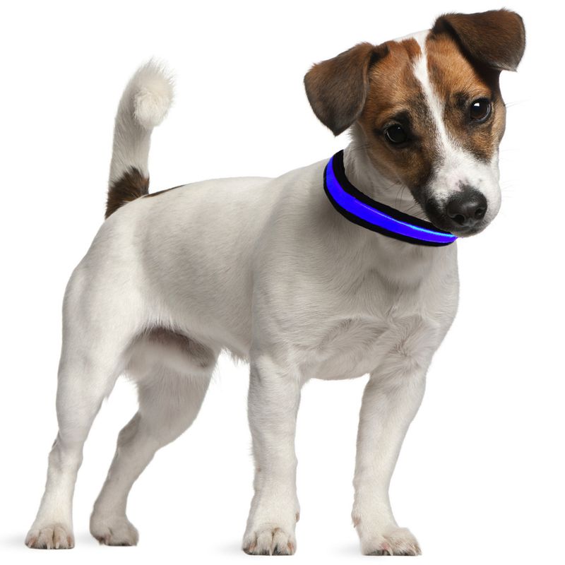Eyenimal LED-Leuchthalsband - blau zu TOP-Preisen
