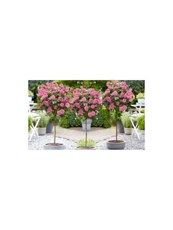 OH2 3er-Set: XXL Großblütige Stielrosen in Rosa günstig kaufen onesize
