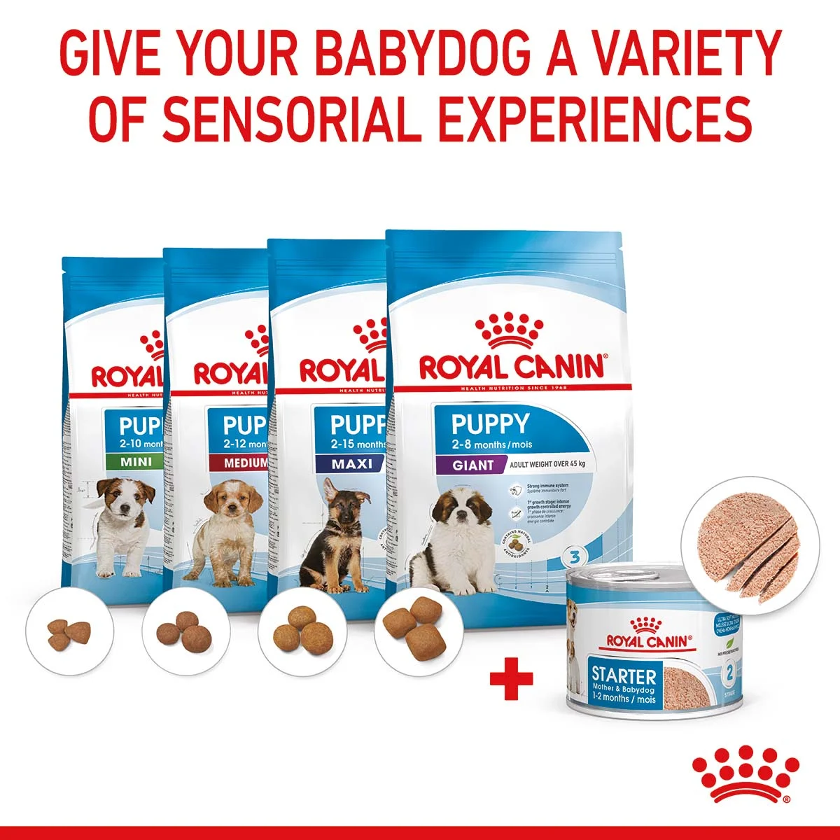 ROYAL CANIN SHN Starter Loaf Can 12x195g kaufen bei ZooRoyal