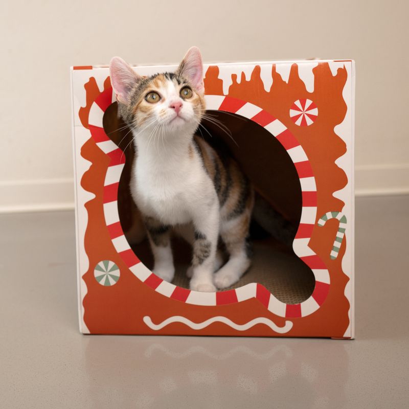 TIAKI Katzenkratztunnel Lebkuchen zu TOP-Preisen
