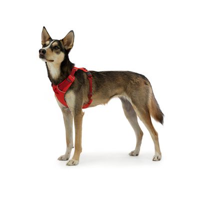 Ruffwear Front Range Hundegeschirr, Red Sumac