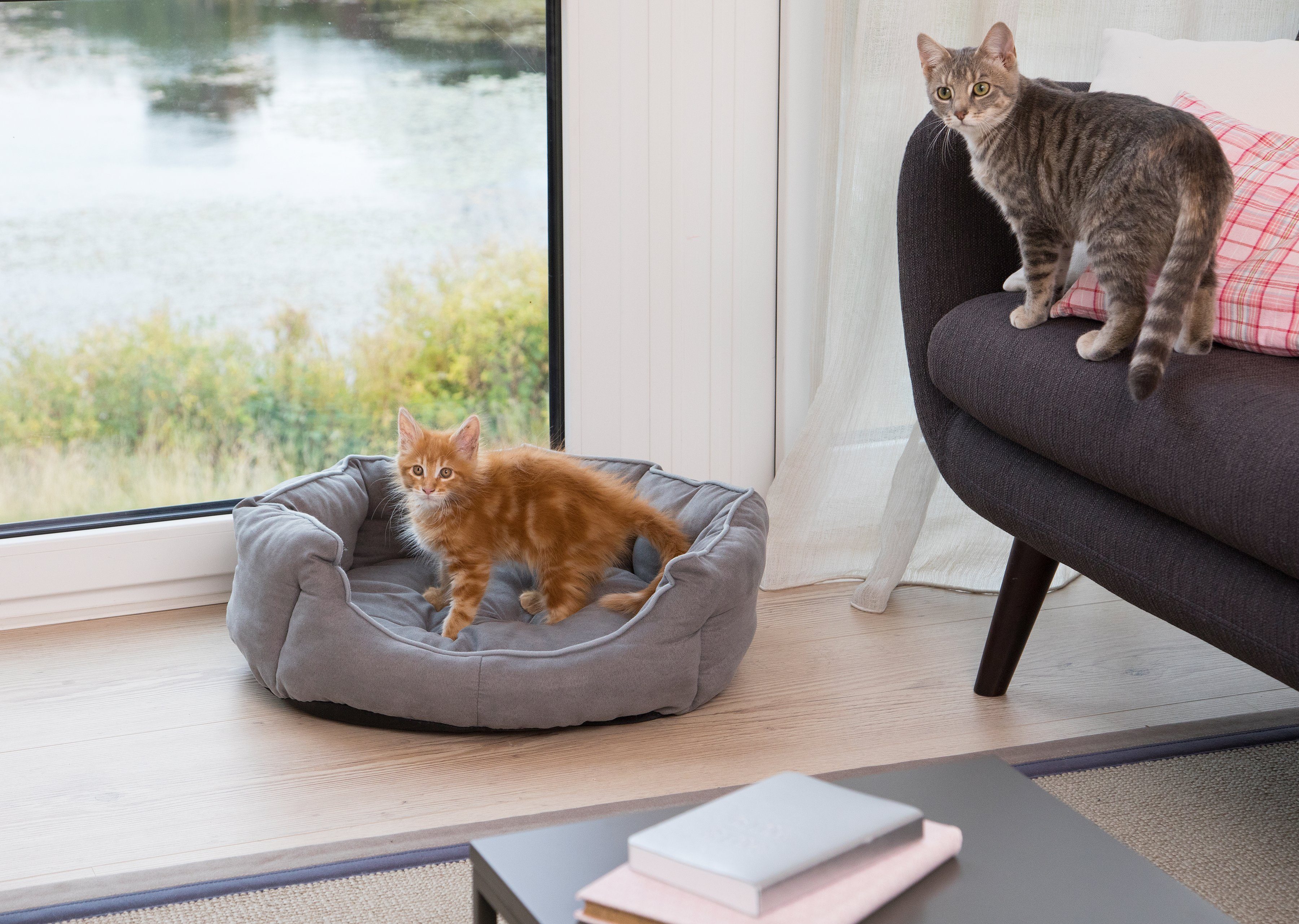 ABUKI Tierbett Linus, BxL: 53x63 cm
