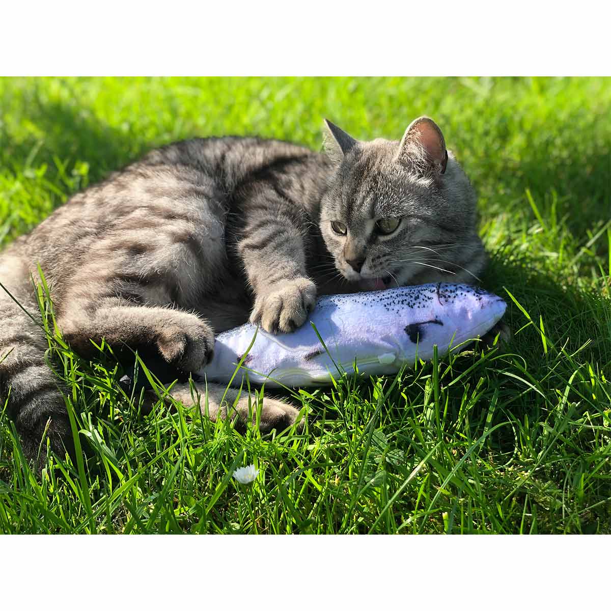 Aumüller Katzenspielkissen Zappel-Forelle kaufen