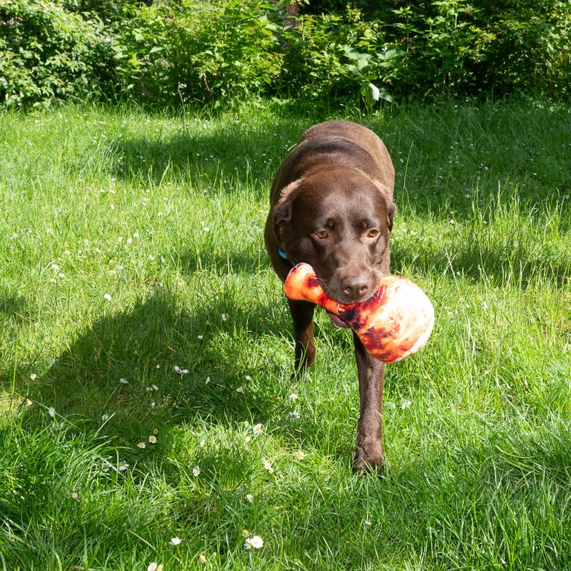 TIAKI Hundespielzeug Hühnerkeule zu TOP-Preisen