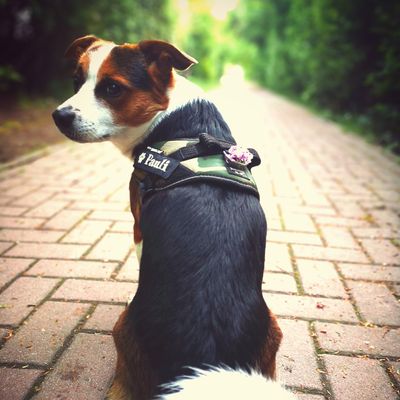 JULIUS-K9 IDC®-Powergeschirr - camouflage