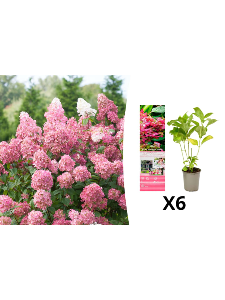 OH2 6er-Set pan. 'Pink Diamond Hortensien in Rosa günstig kaufen onesize