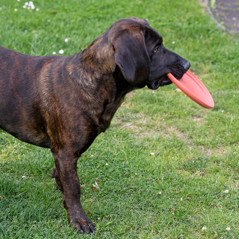 TIAKI Frisbee zu TOP-Preisen