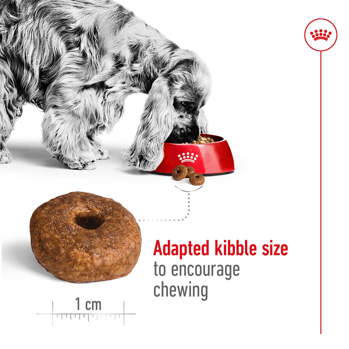 ROYAL CANIN MEDIUM Ageing 10+ Trockenfutter für ältere mittelgroße Hunde