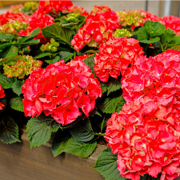 Bauernhortensie King Size Rot