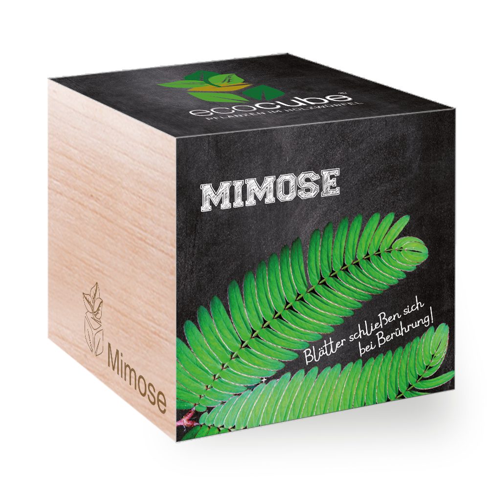 Feel Green Blumenerde Ecocube Mimose von Feel Green, Nachhaltige Geschenkidee, (1-St)