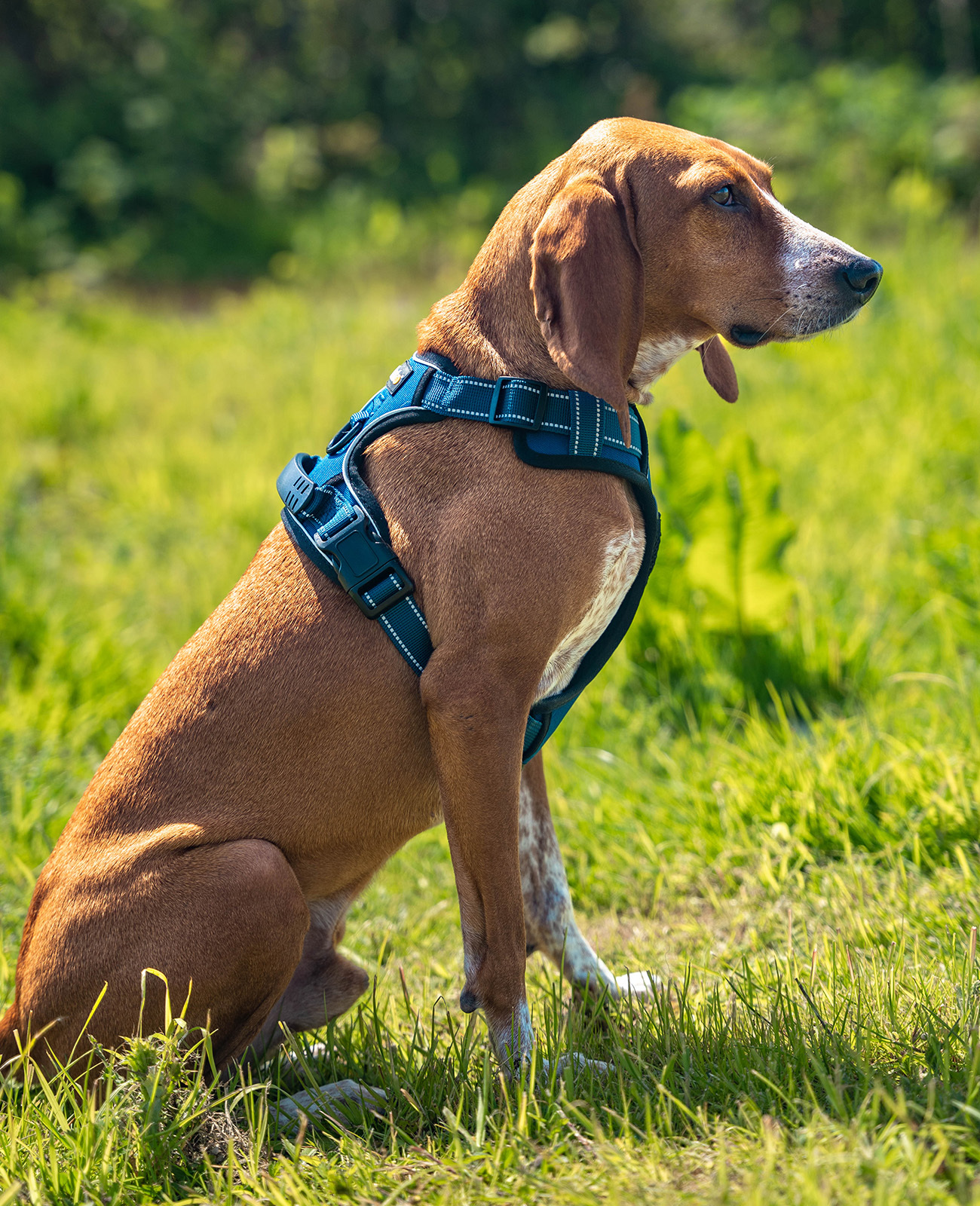 Lionto Hundegeschirre Lionto Hundegeschirr blau M